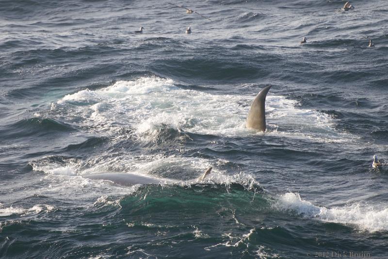 2012-04-04_17-29-31 (1).jpg - Fin Whale  , Bransfield Strait